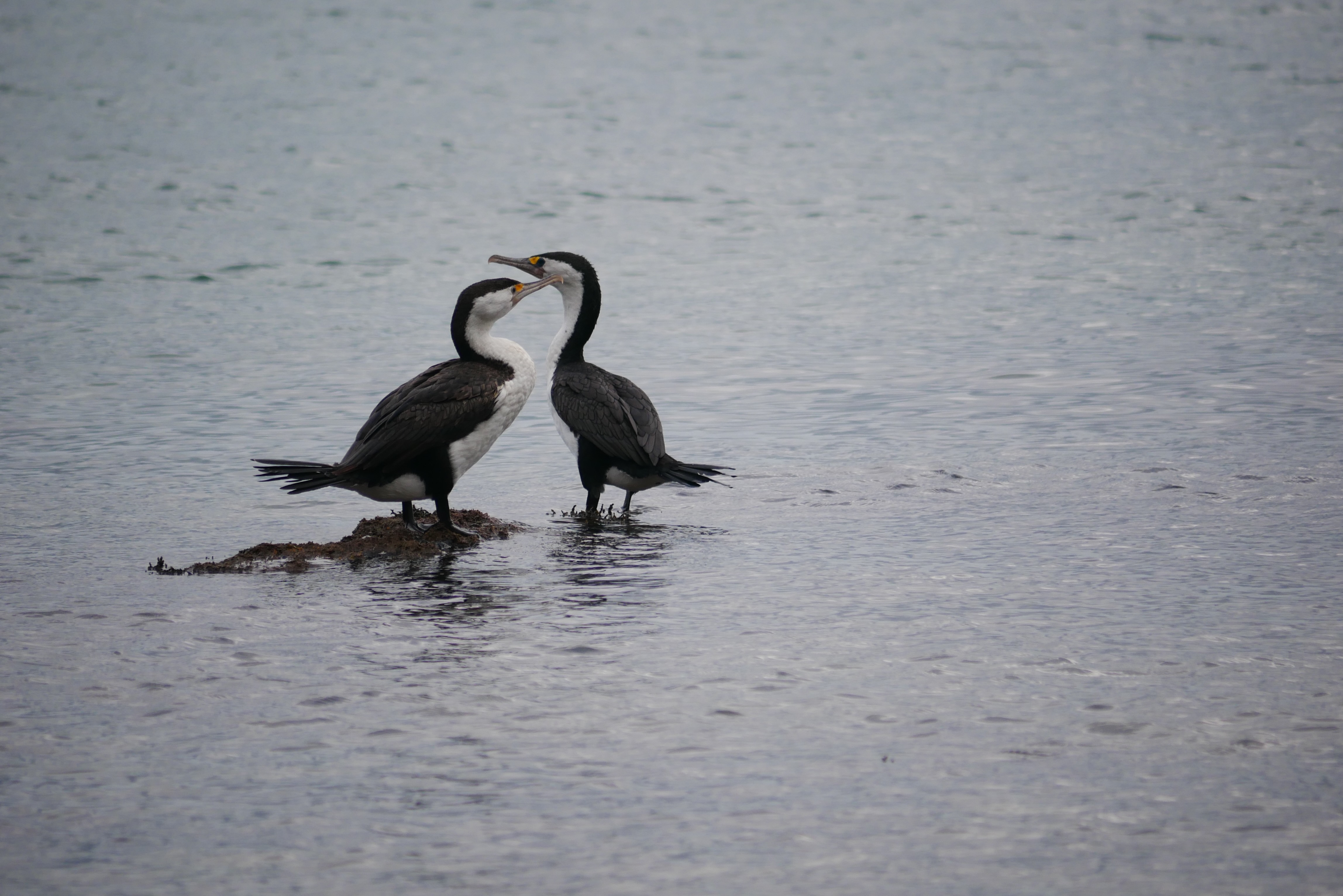 2023 picture of two shags