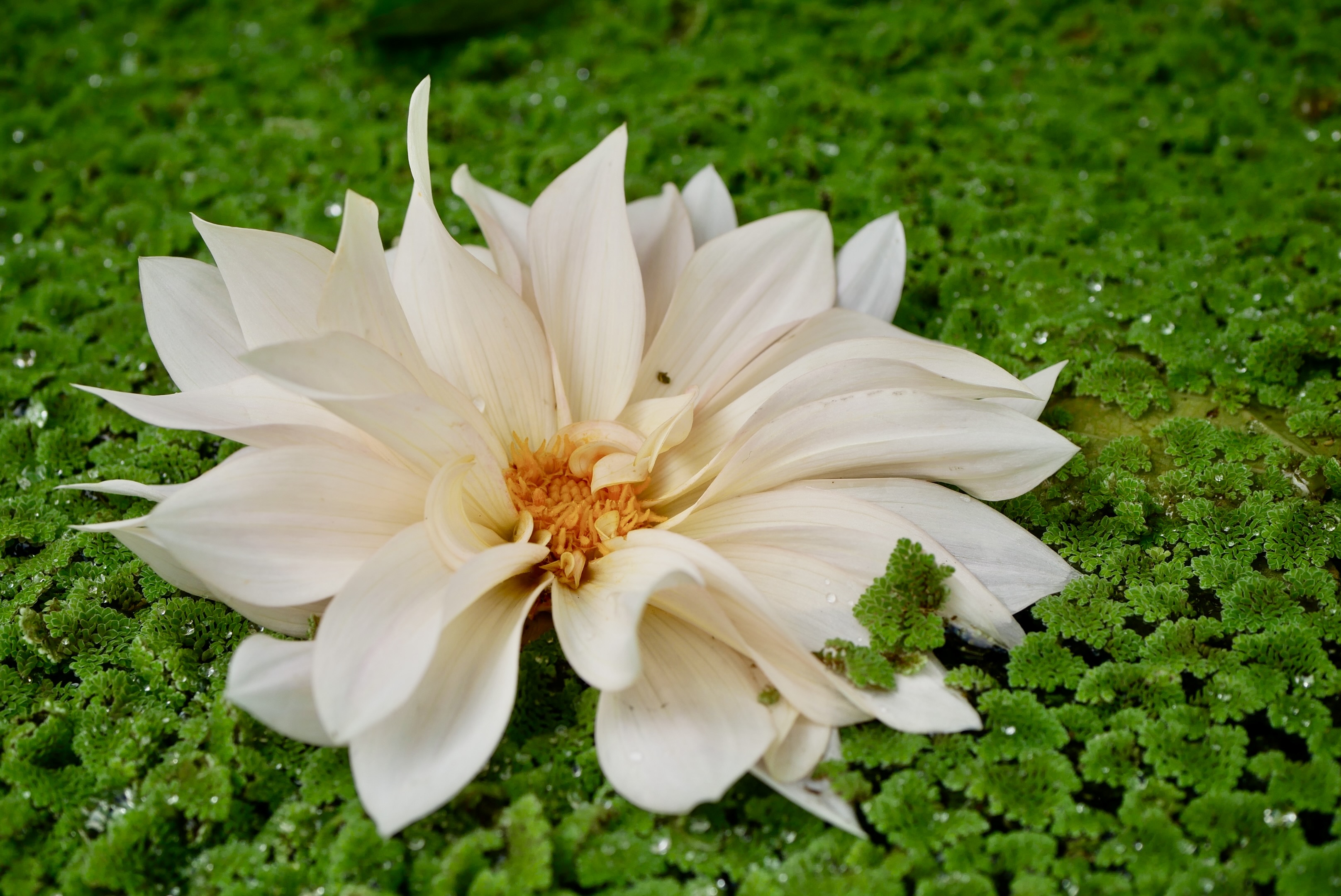 2024, Hamilton garden flower